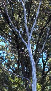 Bald Eagle Photo Credit/Whitney Storie