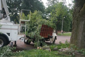 Tree trimming at our house courtesy of Ned Boyle and Michael Redding. Photo Credit/Denise Gilliland, Editor and Chief, Kat Country Hub. 