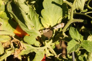 Praying mantis. Photo Credit/Denise Gilliland, Editor and Chief, Kat Country Hub.