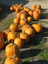 Harvest Moon Pumpkin Patch. Photo Credit/Teresa Carlson.