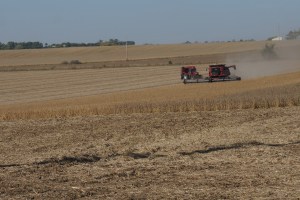 Harvest on the black top road going west from Oakland. Photo Credit/Denise Gilliland, Editor and Chief, Kat Country Hub.