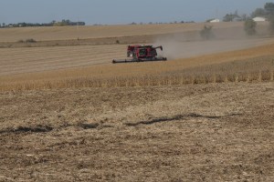 Harvest on the black top road going west of Oakland. Photo Credit/Denise Gilliland, Editor and Chief, Kat Country Hub.