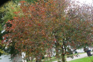 Fall is quite lovely. Photo Credit/Denise Gilliland, Editor and Chief, Kat Country Hub.