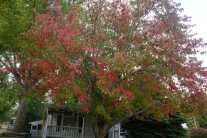 What a beautiful tree in Lyons. All the fall colors are so beautiful! Photo Credit/Denise Gilliland, Editor and Chief, Kat Country Hub. 