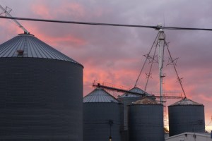 Sunset over the grain bins, trucks were there all day, hauling in their harvest. Photo Credit/Denise Gilliland, Editor and Chief, Kat Country Hub.