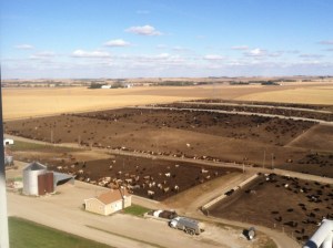 Krusemark farms by Pender. Photo Credit/Justin Beck.