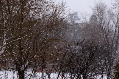 You can see the snowflakes falling in Oakland in this picture, they are larger coming down now. Photo Credit/Denise Gilliland, Editor and Chief, Kat Country Hub.