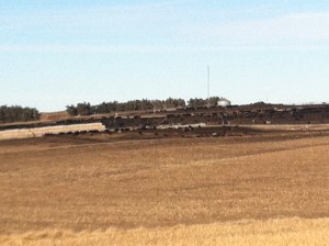 A view of Craig Cattle. All Photo Credit/Denise Gilliland, Editor and Chief, Kat Country Hub.