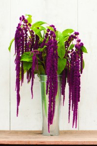 Special Garden Project 2014