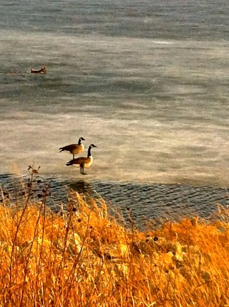 Canadian geese are enjoying Summit Lake. Photo Credit/Denise Gilliland, Editor and Chief, Kat Country Hub.