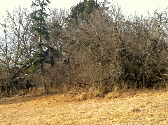 An old house hidden behind some bushes, etc. Photo Credit/Denise Gilliland, Editor and Chief, Kat Country Hub.