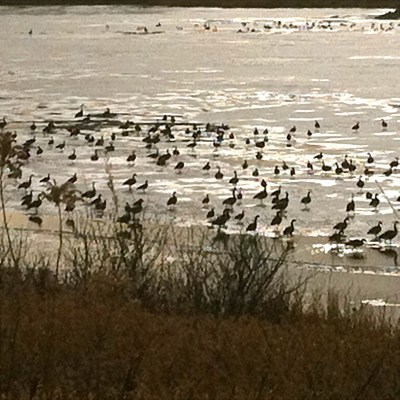 These are some of the many Canadian geese at Summit Lake. Photo Credit/Denise Gilliland, Editor and Chief, Kat Country Hub.