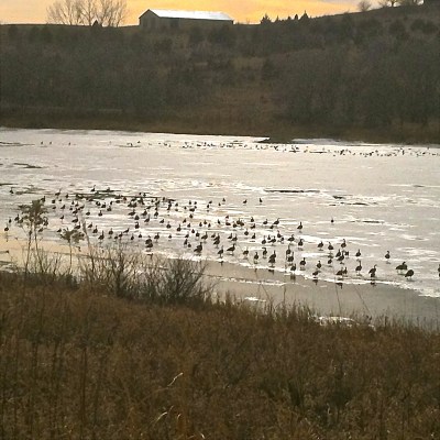 The Canadian geese definitely love Summit Lake. Photo Credit/Denise Gilliland, Editor and Chief, Kat Country Hub.