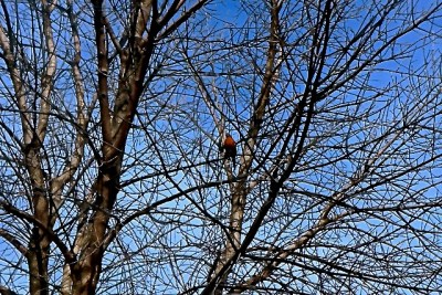 A very happy Robin on the first day of Spring, enjoying a warm, sunny day! Photo Credit/Denise Gilliland, Editor and Chief, Kat Country Hub. 