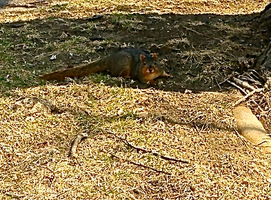 This squirrel stopped to pose for a picture! Photo Credit/Denise Gilliland, Editor and Chief, Kat Country Hub.