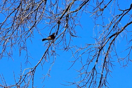 Love the glories of spring and Easter. A robin on a tree branch, perfect glory of the weekend. Photo Credit/Denise Gilliland, Editor and Chief, Kat Country Hub.
