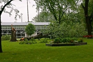The extent of the damage in Oakland after a hail, wind storm. Oakland was lucky as tree damage was the extent of it, not causing damage to homes. All photos credit of Denise Gilliland, Editor and Chief, Kat Country Hub.