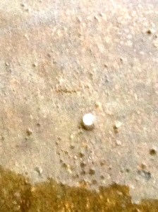 The rain came down hard, and, fortunately, the hail was small in Oakland, NE. Photo Credit/Denise Gilliland, Editor and Chief, Kat Country Hub.