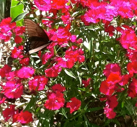 My dianthus flowers are an attraction for this butterfly. Photo Credit/Denise Gilliland, Editor and Chief, Kat Country Hub.