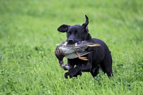 Brian Johnson's dog, Gunner, hunts with Brian. Photo Courtesy of Brian Johnson.