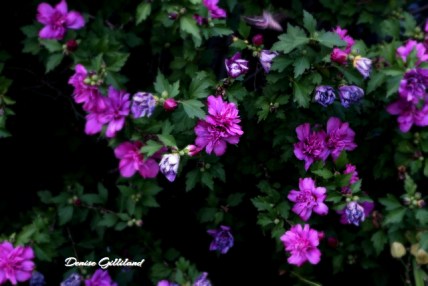 Just some of the beautiful flowers in front of the Methodist Church. All photo credit/Denise Gilliland, Editor and Chief, Kat Country Hub.