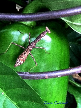We discovered this brown praying mantis in our garden on a pepper. Photo credit for both/Denise Gilliland, Editor and Chief, Kat Country Hub.