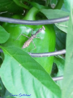 preying mantis 8-24-14