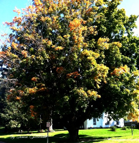 The leaves are showing signs of the arrival of fall. Photo Credit/Denise Gilliland, Editor and Chief, Kat Country Hub.