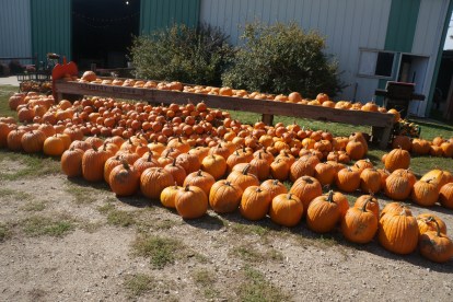 Harvest Moon Pumpkin Patch. Both photos credit of Denise Gilliland, Editor and Chief, Kat Country Hub.