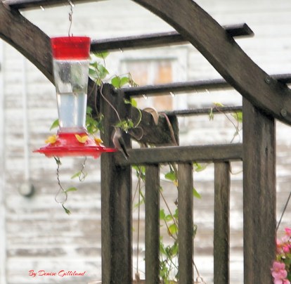 We enjoyed our hummingbird feeder this year. Thought I would share my pictures with you. They are amazing to watch. They can hover, stop to take a quick drink and fly off. They were good for me to experiment photography skills with. I enjoy nature so much. I can't wait for the hummingbirds to come back next year so I can practice, and improve, my photography skills. All photos credit of Denise Gilliland, Editor and Chief, Kat Country Hub.