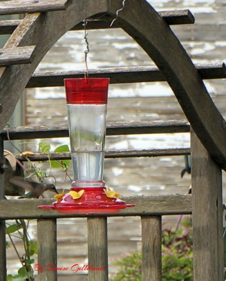 Enjoying the beauty of hummingbirds last year at our house. Can't wait for their return! Both pics photo credit of Denise Gilliland, Editor and Chief, Kat Country Hub.