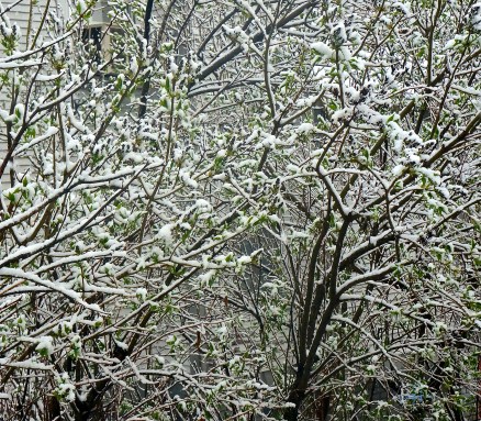 This lilac bush is ready for Spring, but Mother Nature had other plans on Thurs., April 9th. Nice wet snow covered the branches, but the buds could still be seen. Photo Credit/Denise Gilliland, Editor and Chief, Kat Country Hub.