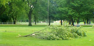 Trees and branches are down in the Oakland park and throughout Oakland as a result of a storm that produced strong winds, rain and small hail later last evening. All photos credit of Denise Gilliland/Editor and Chief, Kat Country Hub. 