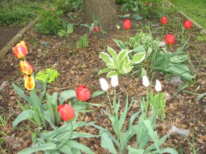 Tulip, one of her favorite flowers. Photo courtesy of Catherine McMurtry.