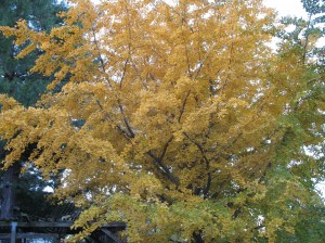 Ginko tree. Photo courtesy of Catherine McMurtry.