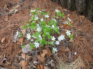 Liver wart flower, an early bloomer in the shade. Photo courtesy of Catherine McMurtry.