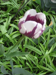 A different colored tulip. Photo courtesy of Catherine McMurtry. 