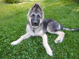 Bonnie Braniff's other dog Riley is now 6 months, but was 4 months in this picture.