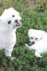 Cathy Morgan's dogs Chuck Norris and Bruce Lee.