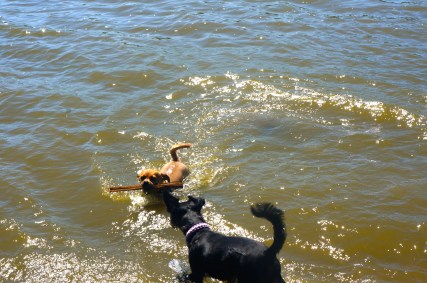 Whitney and Tri Tran's dogs, Tyson and Lili. Tyson discovered how fun it is to fetch a stick in the water! Lili enjoyed taking it from him when he got out of the water! Photo Credit/Denise Gilliland, Editor and Chief, Kat Country Hub. 