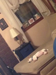 Shiloh, Jeff and Denis Gilliland's dog. He is 3 months old. 