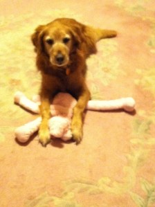 Tammy waters dog Daisy 10 years, she loves her babies and takes them to bed with her.