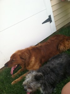 Tucker and Sox,  Jeff and Denise Gilliland's dogs. Sox, on the bottom of the picture, just passed away recently. Tucker is 5 years old. 