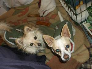 Kathy's dogs Chammie and Harley