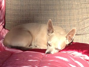 Kay and Ron's dog Ren