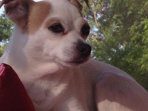 Kay and Ron's dog Daisy.