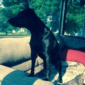 Kay and Ron's dog Bella