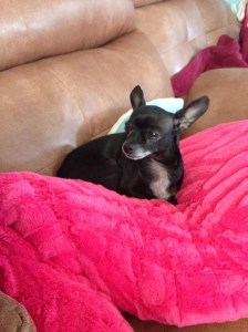 Kay and Ron's dog Lil Bit