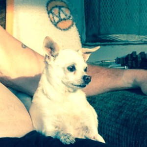 Kay and Ron's dog Yoda.