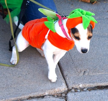 Dogs got into the spirit of Halloween and donned costumes too! Both photos credit of Denise Gilliland, Editor and Chief, Kat Country Hub.